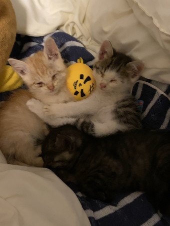 くっついて眠る子猫ちゃん3匹