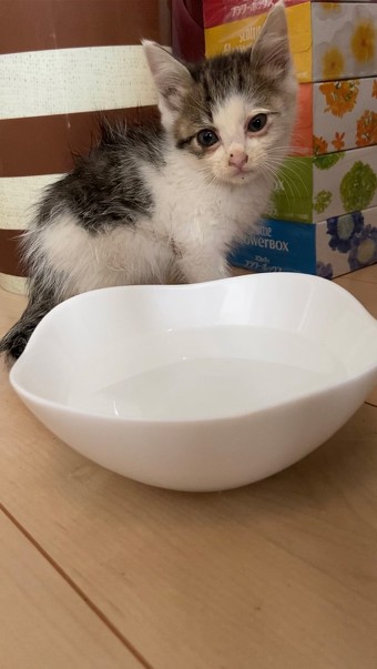 白っぽい猫ちゃん