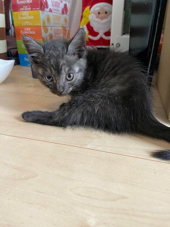 黒っぽい猫ちゃん