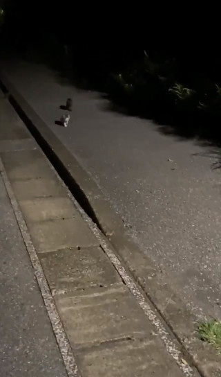 駆け寄ってくる子猫ちゃん2匹