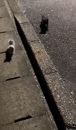 駆け寄ってくる子猫ちゃん2匹少しアップ