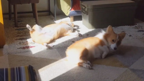 へそ天日向ぼっこ