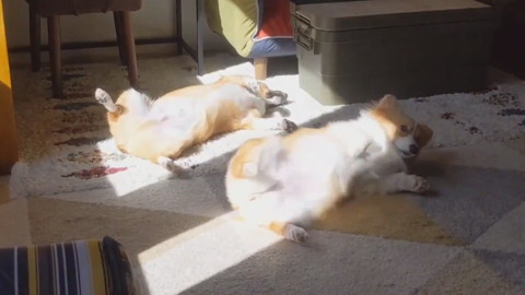 へそ天日向ぼっこ