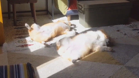 へそ天日向ぼっこ