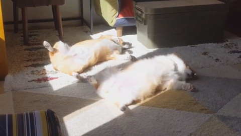 へそ天日向ぼっこ