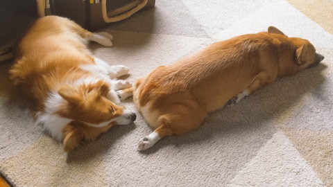 ちいくんとむうちゃん