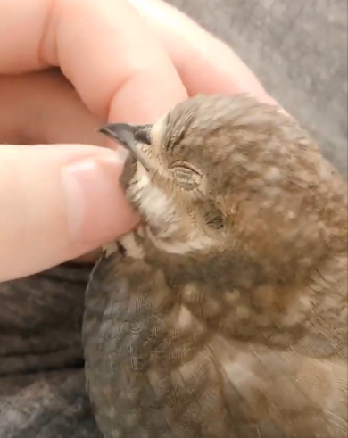 うずらクンさん