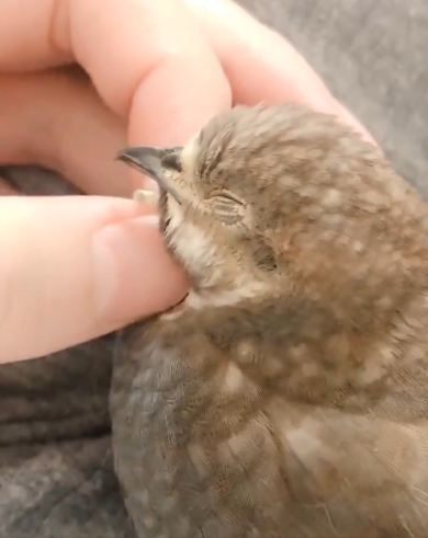 うずらクンさん