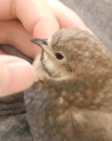 うずらクンさん