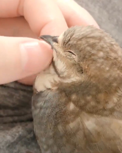 うずらクンさん