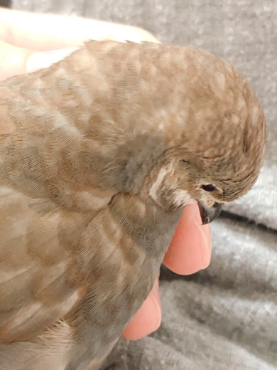 うずらクンさん