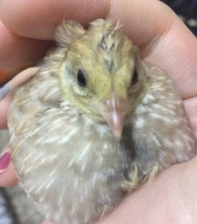 うずらクンさん