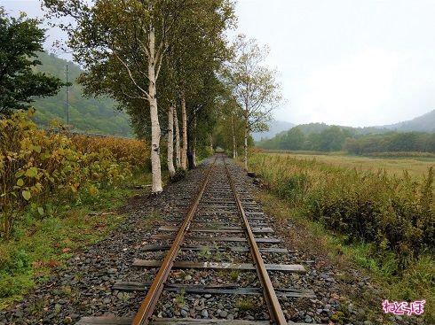 白樺の林を抜けます