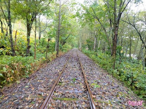 森の中を駆け抜けます