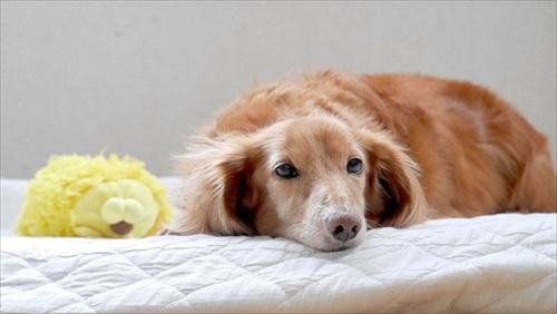 セミダブルベッドを買った結果