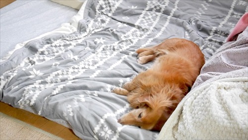 セミダブルベッドを買った結果