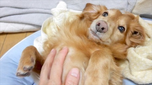 セミダブルベッドを買った結果