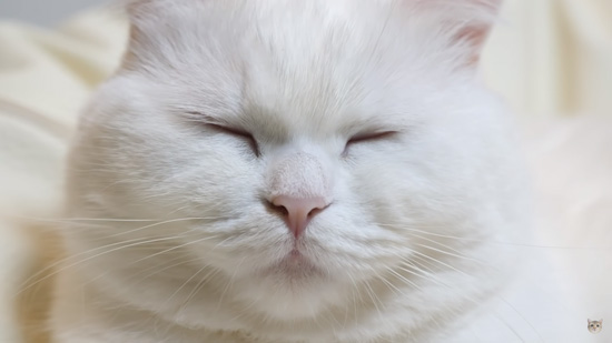 カリン様フェイスポムさん