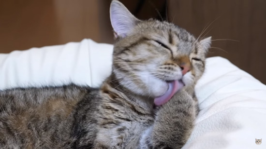 前足ぺろぺろしまちゃんアップ