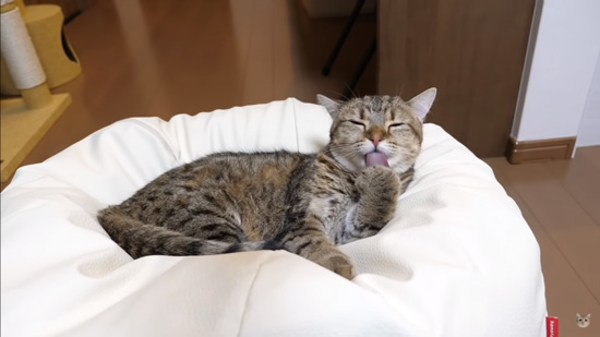 人をダメにするソファ