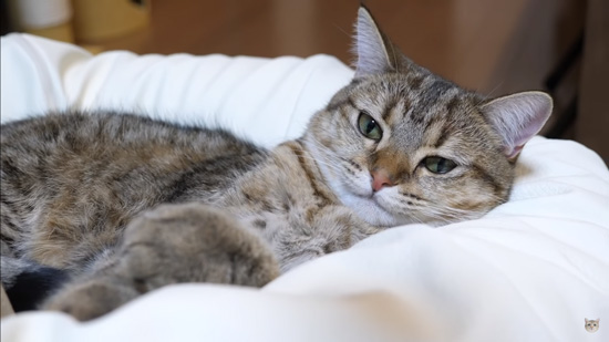 飼い主さんに撫でられた後のしまちゃん