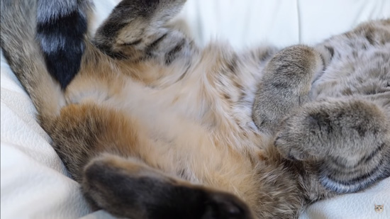 しまちゃんのお腹