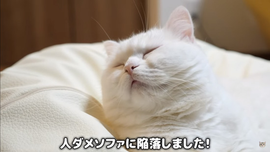 陥落したポムさん