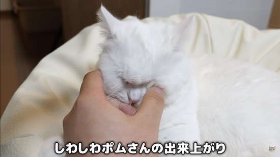 しわしわポムさん