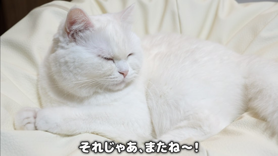 ぼさぼさポムさん