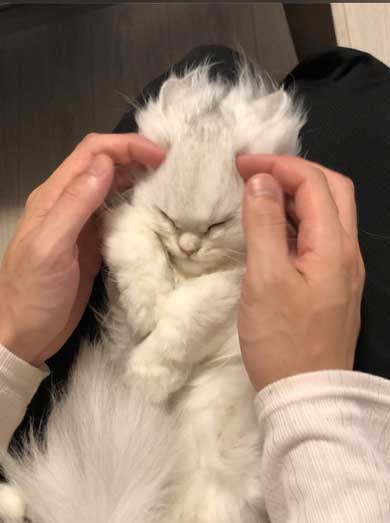 スーパーサイヤ猫”ちゃんだ……！ 戦闘力が高そうな子猫の姿が国内
