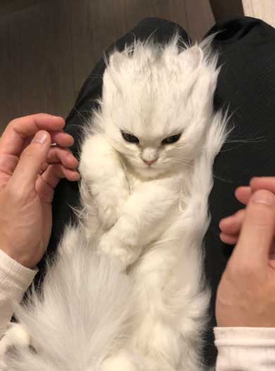サイヤ猫 スーパーサイヤ猫はこちらです」最強猫に“変身”した猫さんが話題