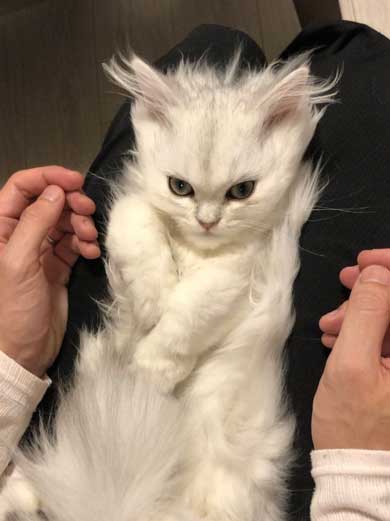 スーパーサイヤ 猫 コウメ 子猫 毛並み ドラゴンボール