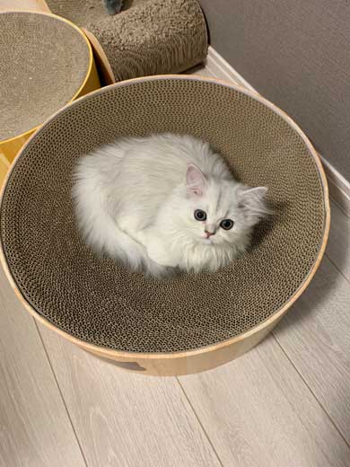 サイヤ猫 スーパーサイヤ猫”ちゃんだ……！ 戦闘力が高そうな子猫の姿が国内