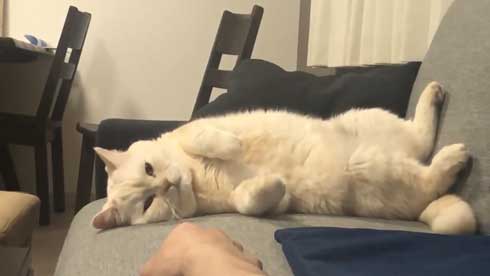 サイヤ猫 スーパーサイヤ猫”ちゃんだ……！ 戦闘力が高そうな子猫の姿が国内