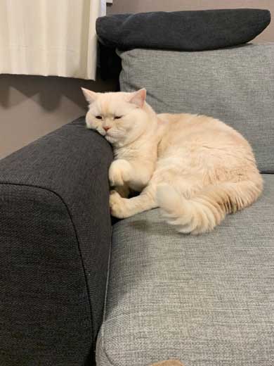 スーパーサイヤ猫”ちゃんだ……！ 戦闘力が高そうな子猫の姿が国内