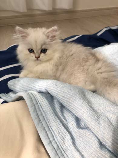 サイヤ猫 スーパーサイヤ猫”ちゃんだ……！ 戦闘力が高そうな子猫の姿が国内