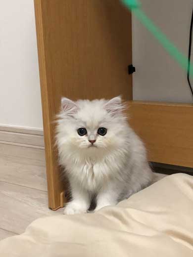 サイヤ猫 スーパーサイヤ猫”ちゃんだ……！ 戦闘力が高そうな子猫の姿が国内