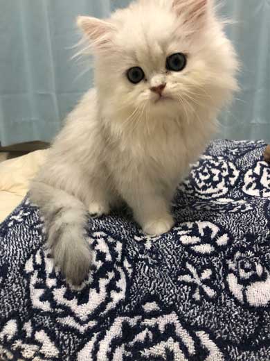 サイヤ猫 写真 | どうしてこうなった…！思わず目を疑う『雨の日の猫』が19