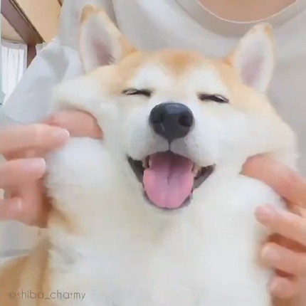 犬