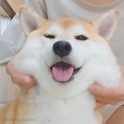 もちもちチャーミーちゃん