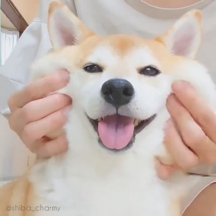 もちもちチャーミーちゃん