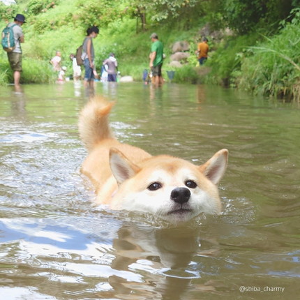 もちもちチャーミーちゃん