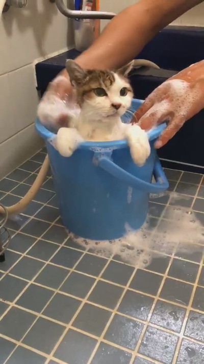 お風呂のぴーちゃん