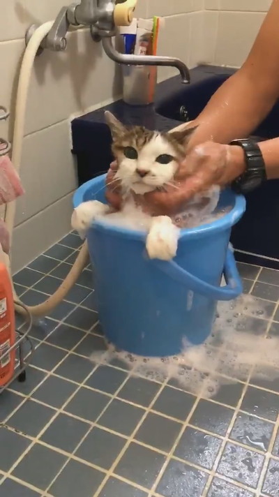 お風呂のぴーちゃん