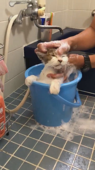 お風呂のぴーちゃん