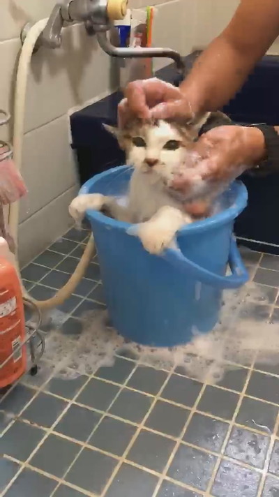 お風呂のぴーちゃん