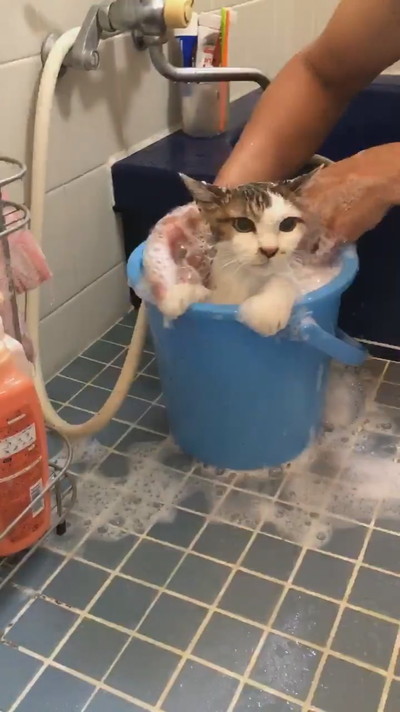 お風呂のぴーちゃん