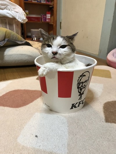 すっぽりハマるぴーちゃん