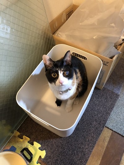 ケースに入るチコちゃん