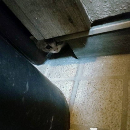 月ちゃんいろいろ